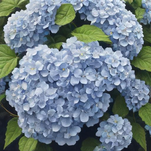 http://165.232.166.184/uploads/img/1726765301_hydrangea.jpg